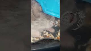 обзор на моего хомяка чееек #shorts #shorts #хомяки #hamster #грызуны #ютубшортс #хомячки #youtube