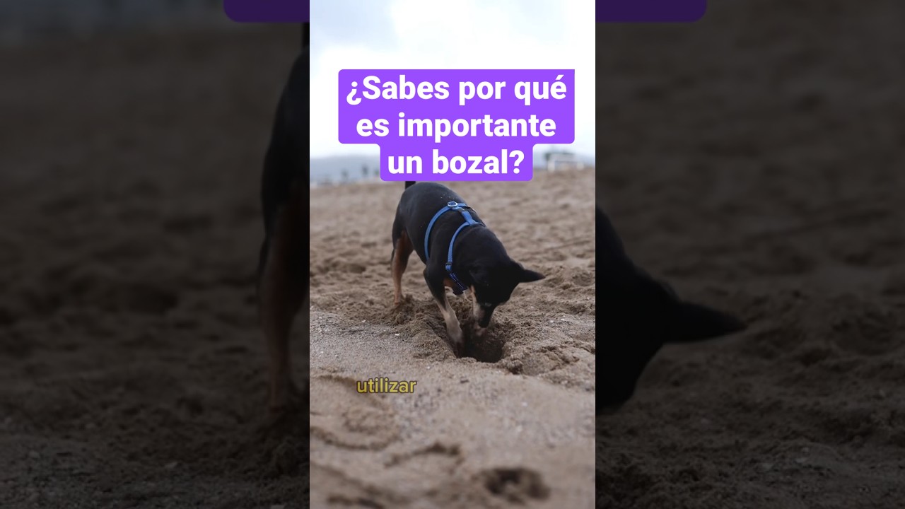 ¿Sabes por qué es importante utilizar un bozal para perro? 