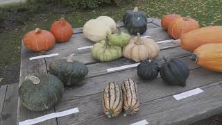 2020 Squash Variety Trials with Glenna Gannon Winter Squash Variety Trials