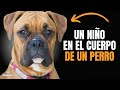 Conoces al bxer te contamos 9 cosas que te harn querer a este perro increble