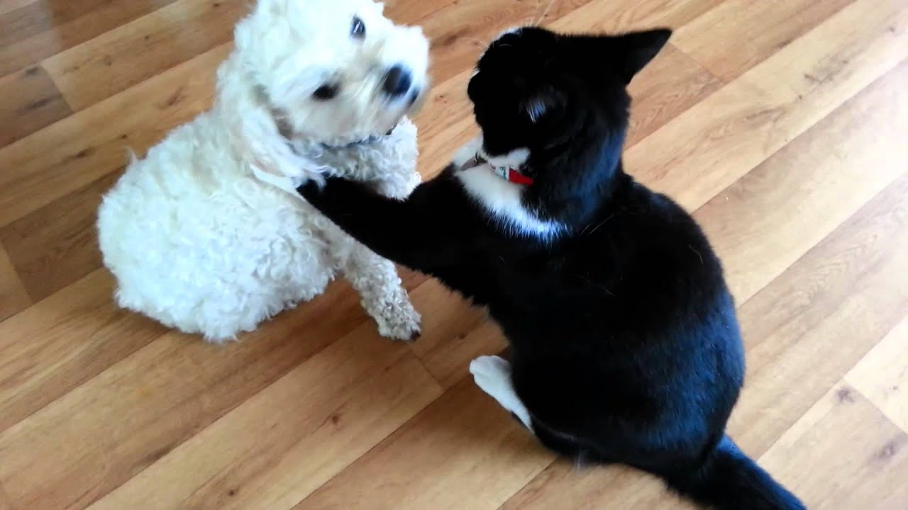 Funny cat & dog play fight turns into a cuddle! Very ...