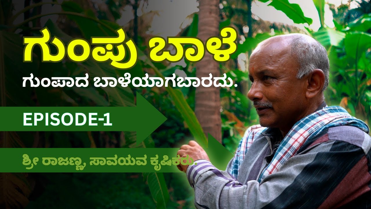 3 ವರ್ಷಕ್ಕೆ ಬಾಳೆಯಿಂದ 4 ಗೊನೆ ಪಡೆಯಲೇಬೇಕು ನಂತರ ಗುಂಪು ಬಾಳೆ।ಗುಂಪು ಬಾಳೆಗೆ ತಕ್ಕಂತೆ ಗಿಡಕ್ಕೆ ಗೊಬ್ಬರ ನೀಡಬೇಕು.