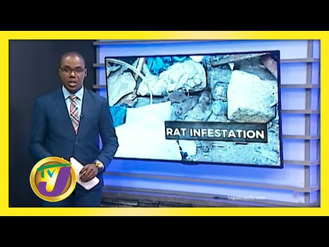 Rat Infestation in Mobay | TVJ News