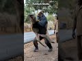 Gorilla Vs Baboon Deadly Fight Animals Wildlife Short Gorillatag Baboon Trending