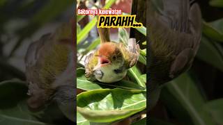 Download Lagu Prenjak lumut || ceng-ceng gacor penjebol birahi prenjak jantan jadi gacor‼️ #birds #prenjakgacor MP3