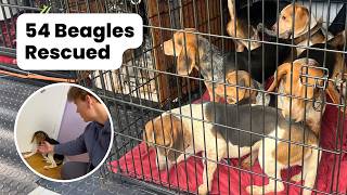 Terrified Beagles Hide From Humans After Being Rescued From a Hoarding Case