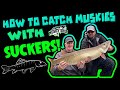 How to catch muskies with suckers