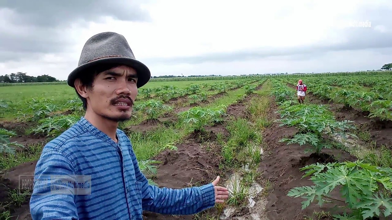 Cara Budidaya Pepaya California Berbuah Lebat 