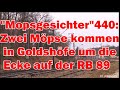 &quot;Mopsgesichter&quot;! 440- Zwei Möpse kommen in Goldshöfe um die Ecke auf der RB 89