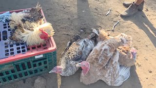 FEIRA DA GALINHA DE S.C.C-PE 24/11/2025