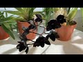 Цветение чёрной орхидеи (Fredclarkeara After Dark 'SVO Black Pearl')