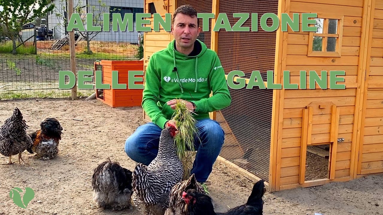 Alimentazione delle galline. Avanzi della cucina: un ottimo nutrimento da aggiungere al mangime