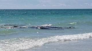 Manatees mating