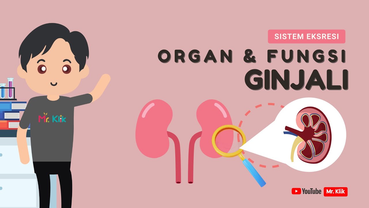 bagaimana Proses Pembentukan Urine di Ginjal?