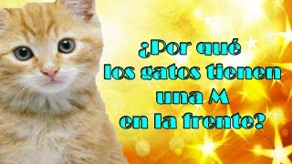 ¿Por qué los gatos tienen una M en la frente? Mejorado