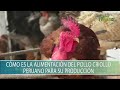 Como es la alimentacion del pollo criollo peruano para su produccion - TvAgro por Juan Gonzalo Angel