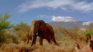 Thank you for supporting wwf's global conservation efforts by
subscribing to our channel, liking and sharing videos. together, we
are helping ...