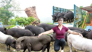 Harvesting Herd Of 1000KG Pigs After 4 Month Of Raising - Use Truck Transport Pig Go To Sell