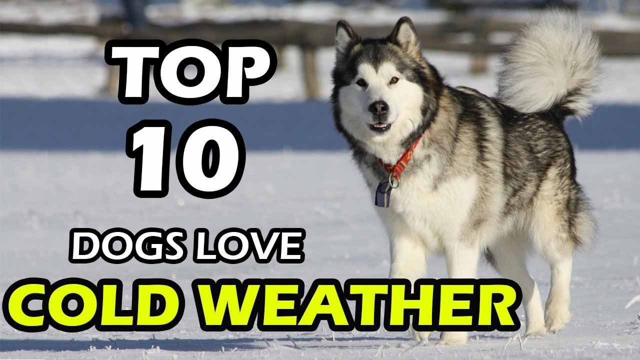TOP 10 DOG BREEDS THAT LOVE COLD WEATHER YouTube