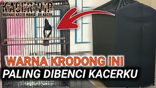 KRODONG PENGHANCUR FIGHTER KACERKU KACER GACOR JADI KACER BISU AKIBAT SALAH KRODONG