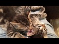 Tabby Foster Kittens Relaxing (a rare event)