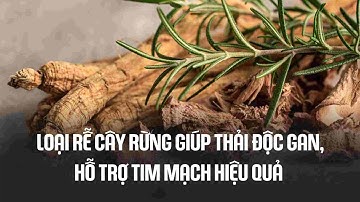Loại rễ cây rừng giúp thải độc gan, hỗ trợ tim mạch hiệu quả | Báo Lao Động
