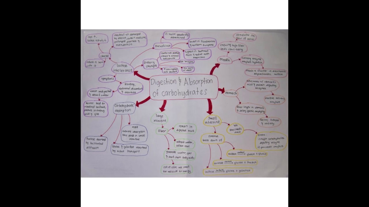 Digestion and absorption of carbohydrates wikipedia image
