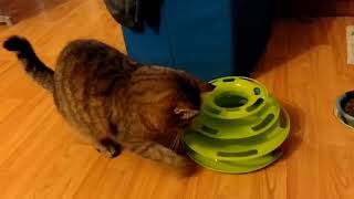 Cat playing with her toy by anadebergerac 1,290 views 2 years ago 36 seconds