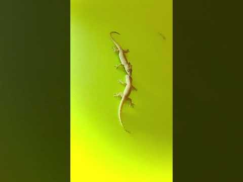 Lizards Fighting With Sound 🦎 | #short