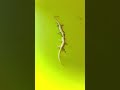 Lizards fighting with sound   short