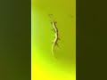 Lizards Fighting With Sound рџ Ћ Short Lizards Fighting With Sound рџ Ћ Short
