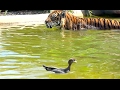 Ozzy Man Reviews: Duck vs Tiger