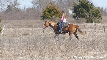 Gracie - trail riding! - ValleyViewRanch.net
