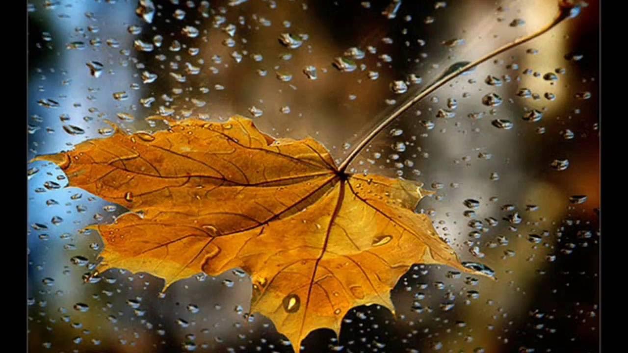 литературные стихи. с душевной осенью. осенняя печаль стихи. теплого ноября. холодная осень песня.