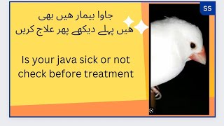 Java beemar hai bhi ka nahi