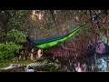 LIVING ON A TREE CAMPING IN THE DANGEROUS CROCODILE MANGROVE