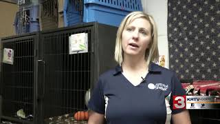 Great Falls Animal Shelter hosting 2-day adoption event
