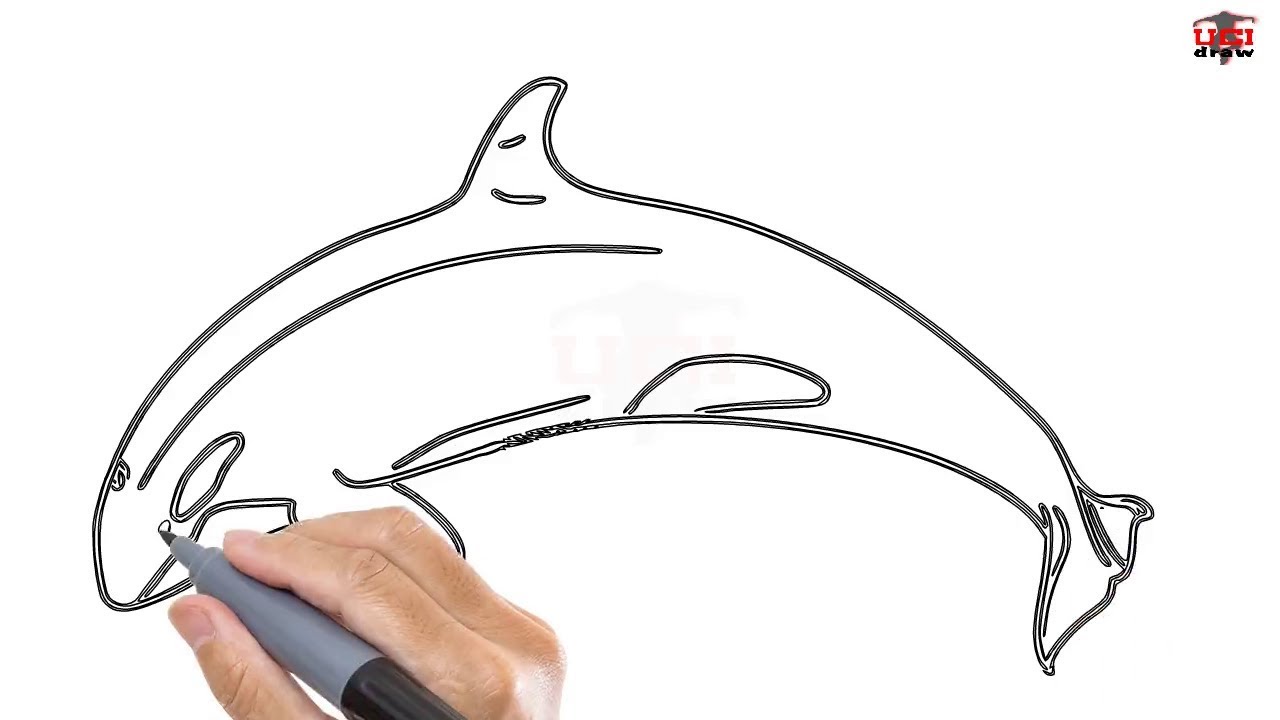 Easy killer. Whale Step by Step Sketch. How to draw Orca. Whale drawing Step by Step. Step by Step drawing acvarium.