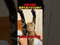 ネッコの気持ちよさそうな伸び