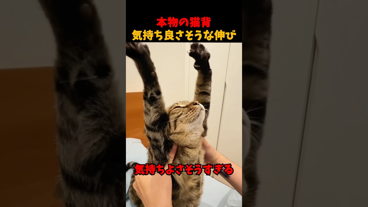 ネッコの気持ちよさそうな伸び