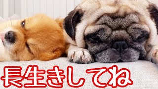 10歳パグと9歳チワワの敬老の日！飼い主と赤子のおもてなし！