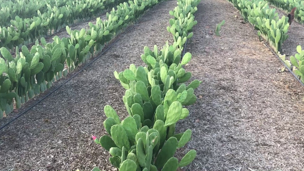 Palma miúda doce com sete meses de plantada
