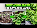 Growing Basil Time Lapse