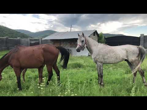Arabian Horses / არაბული ცხენები /  Арабские лошади