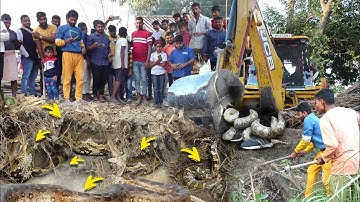 जब जेसीबी की खुदाई के दौरान, एक साथ 4 अजगर सांपों का रेस्क्यू करते समय पैर में लपेट लिया, फिर क्या!😱