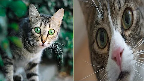 Video 11239181: laugh pets funny cat, cat dog animals pets, cat pets cute animals, cat cute kitten dog