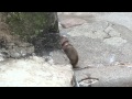 サル山:アブラナと赤ちゃん(ニホンザル)@上野動物園 / Aburana and her son, Japanese macaque(Ueno zoo) - DSCN3135