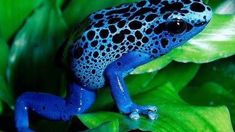 The most beautiful and poisonous frogs