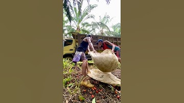 Muat brondolan sawit ke truk | full buah restan sampe teler #shorts