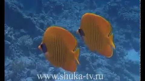 Рыбы бабочки Красного моря Butterflies Fish Red Sea
